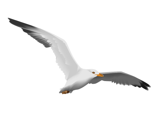 Seagull Image